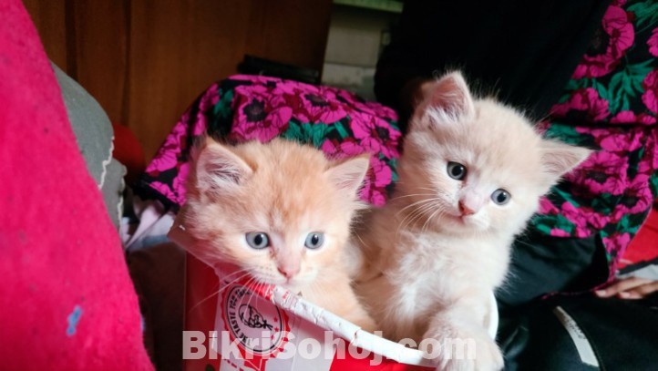 100% mix breed ginger kitten